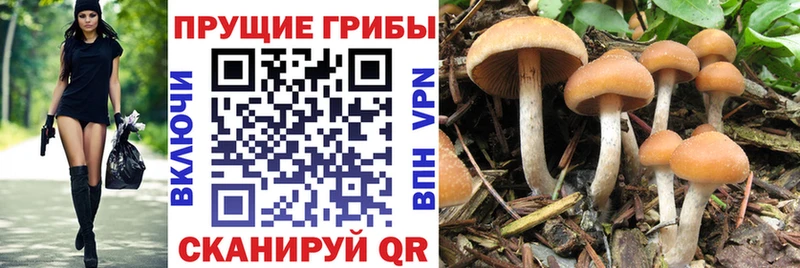 Псилоцибиновые грибы GOLDEN TEACHER Архангельск
